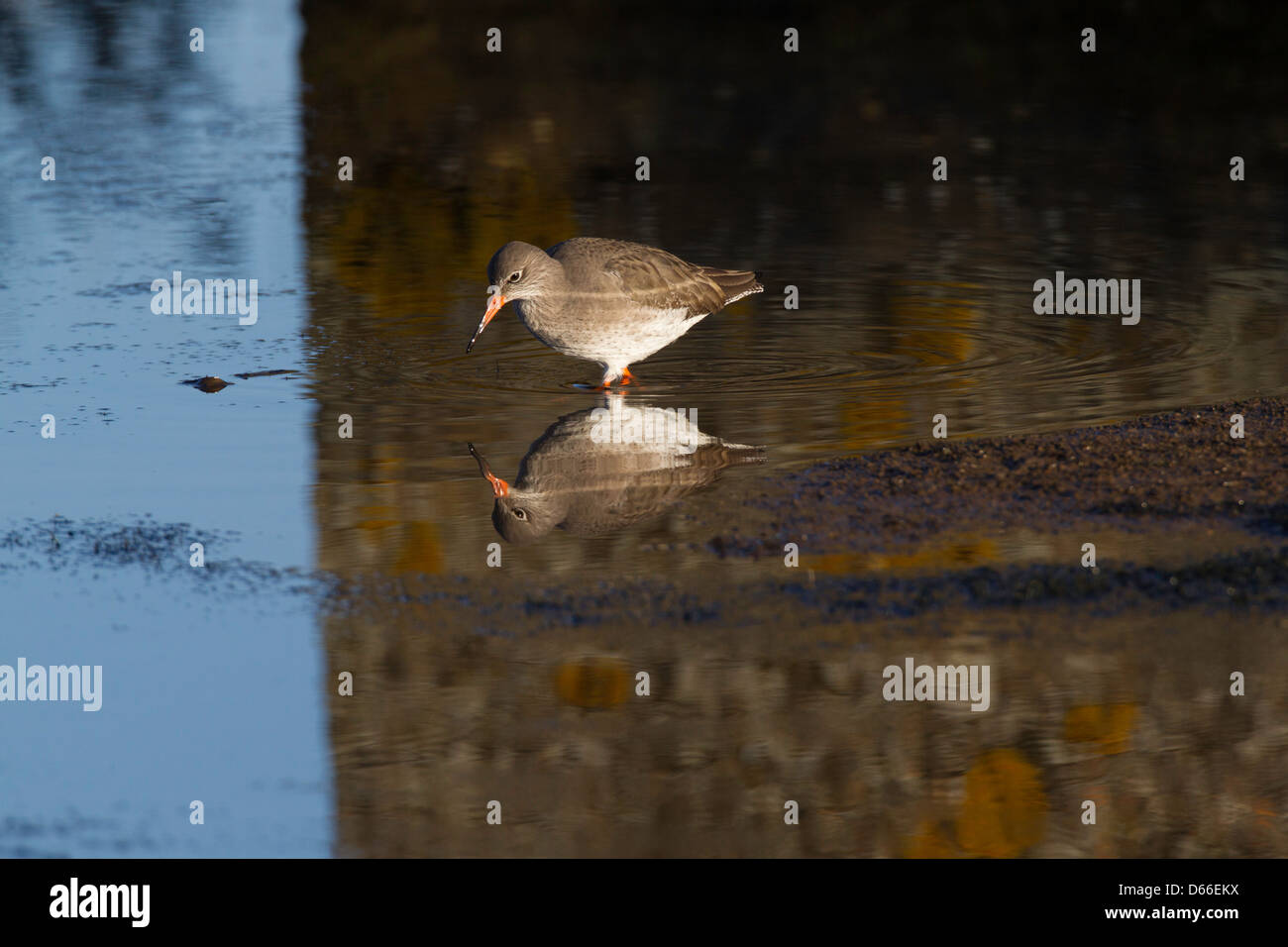 Tringa Totanus - Rotschenkel Fütterung in dunklen Pool mit Reflexion Stockfoto