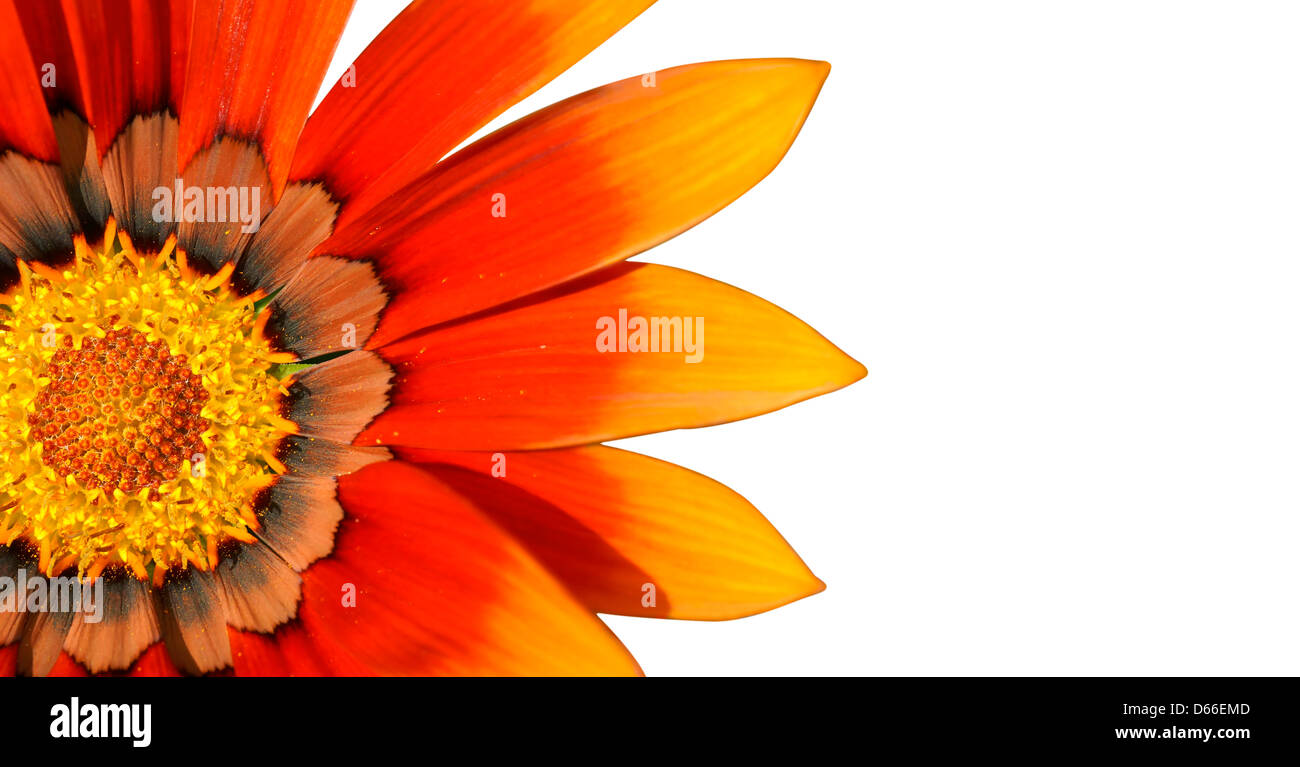 Floraler Hintergrund: orange, gelb und braun Gazenia oder Schatz Blume in weiß Stockfoto