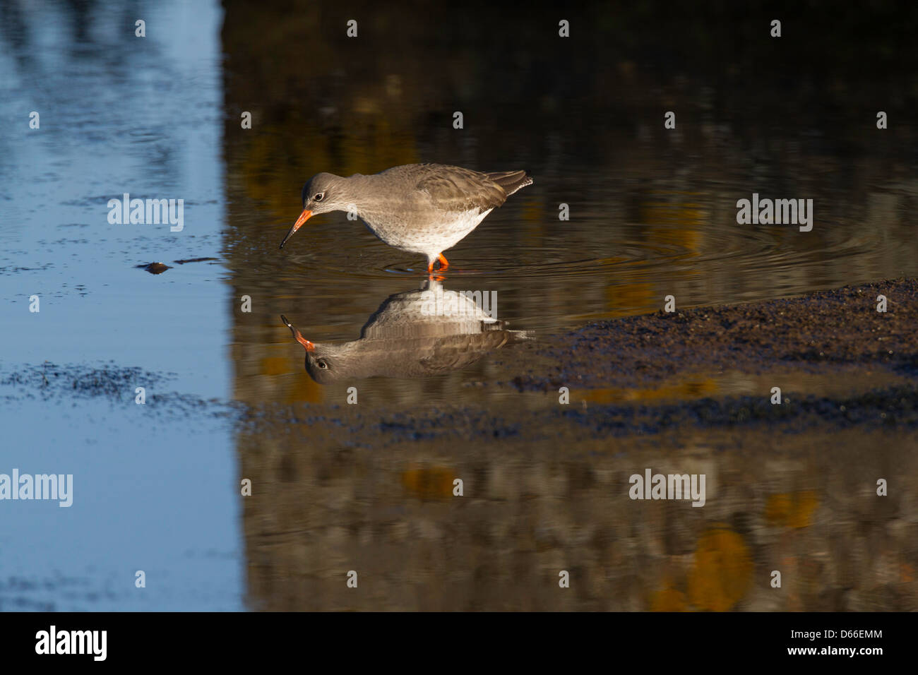 Tringa Totanus - Rotschenkel Fütterung in dunklen Pool mit Reflexion Stockfoto