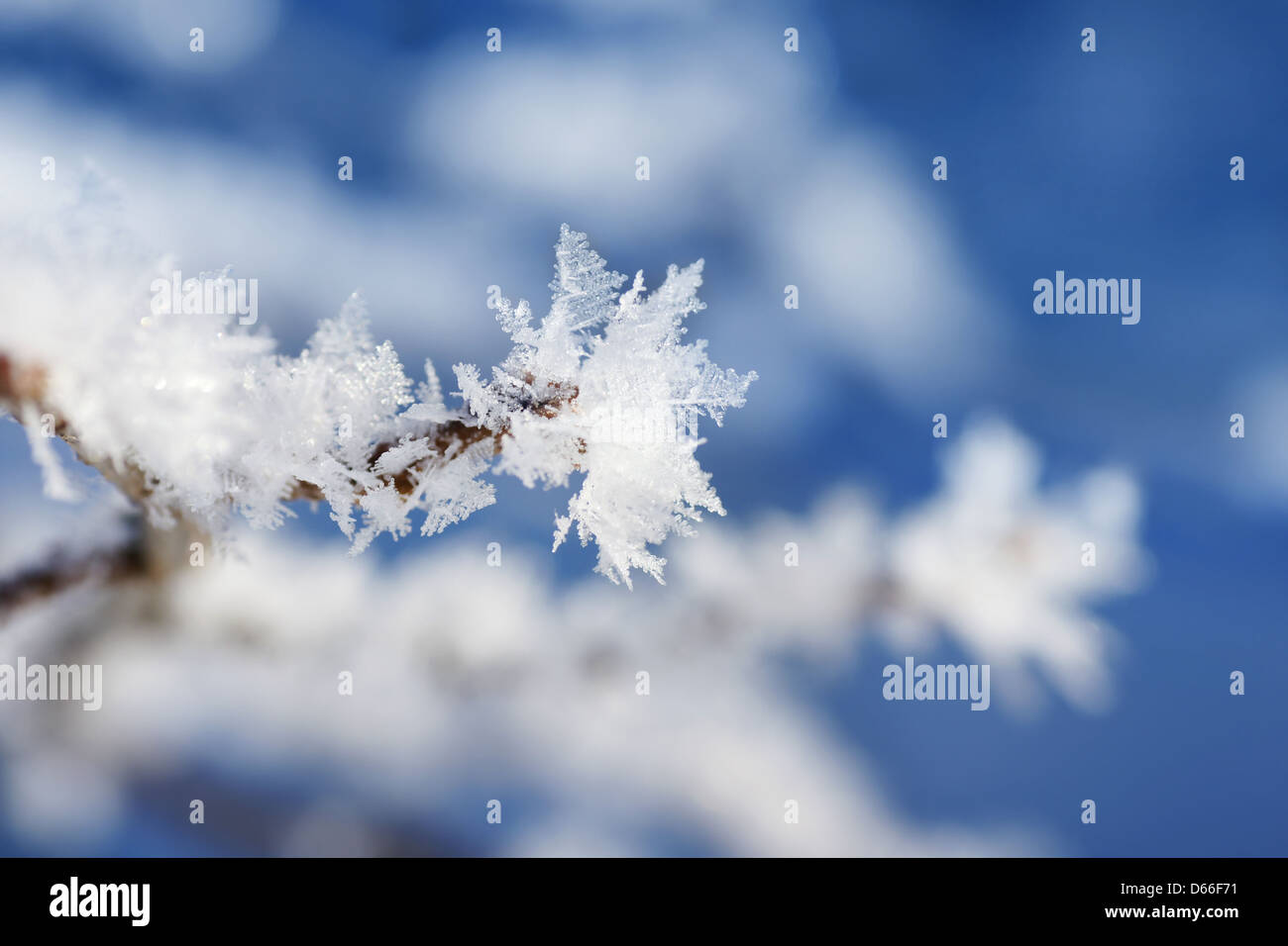 Zweig mit Frost Schneeflocken Makro Stockfoto