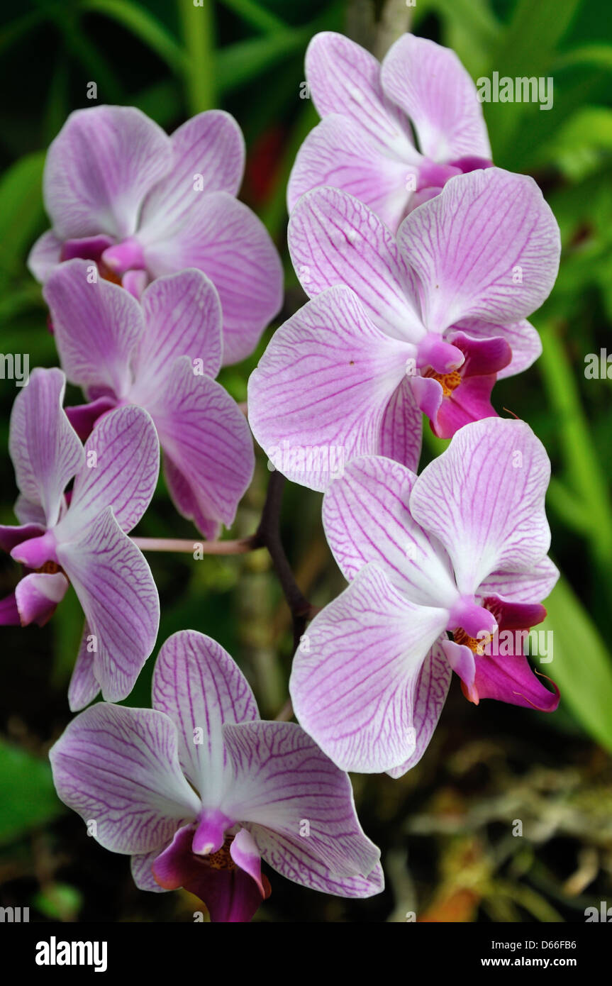 Phalaenopsis (Nachtfalter-Orchidee), Peradeniya Botanical Gardens, Sri Lanka Stockfoto