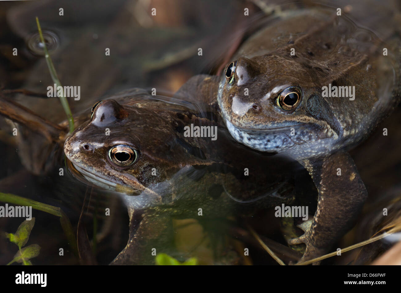 Grasfrosch Stockfoto