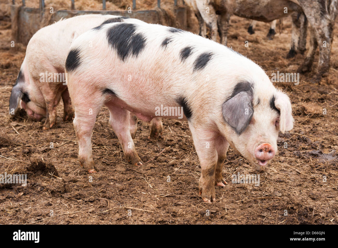 Vowley Farm Royal Wootton Bassett Wilts englischen Gloucester alten Spot schwein schweine schwein schweine sau Sauen Stockfoto