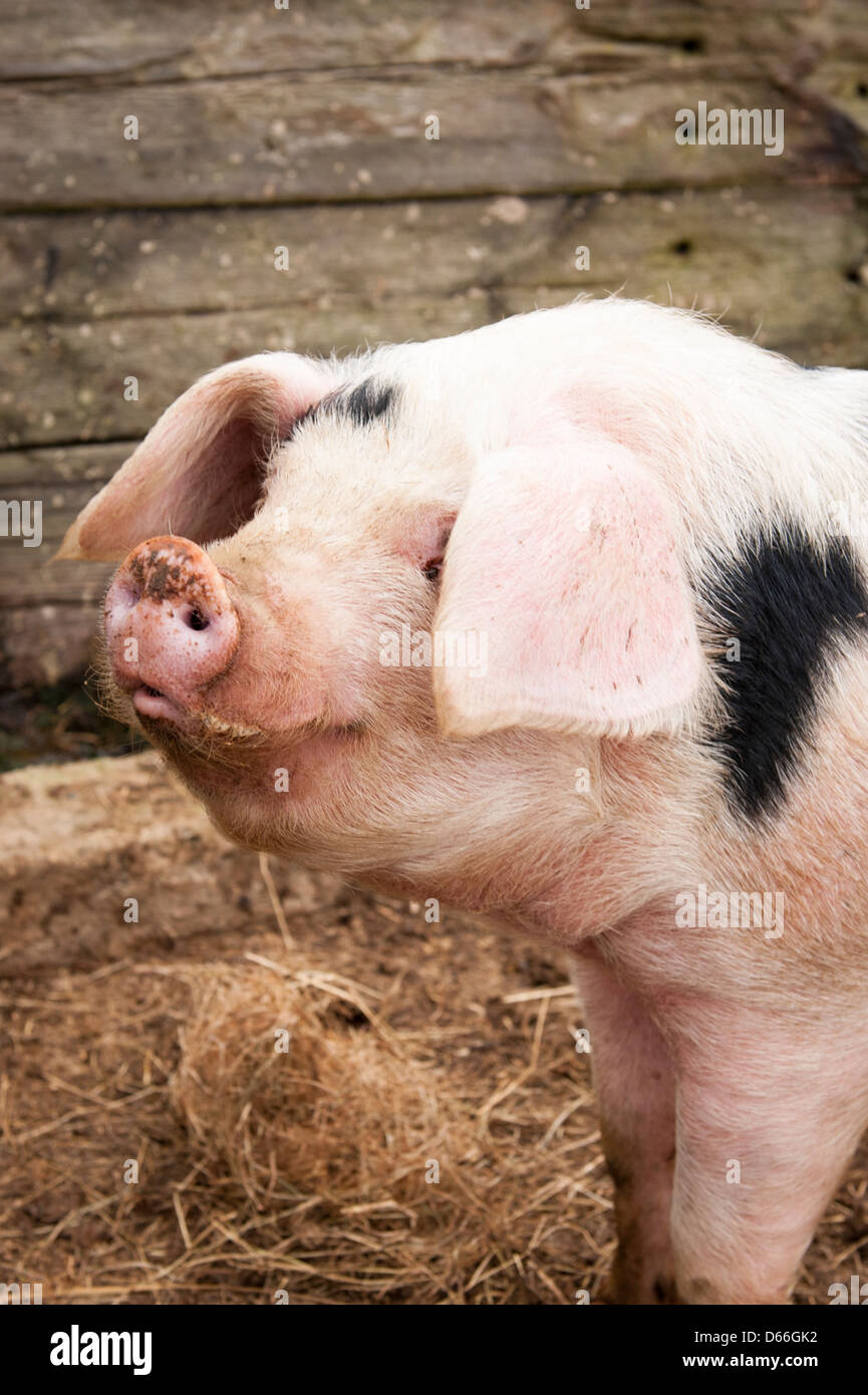 Vowley Farm Royal Wootton Bassett Wilts englischen Gloucester alten Spot schwein schweine schwein schweine sau Sauen Stockfoto