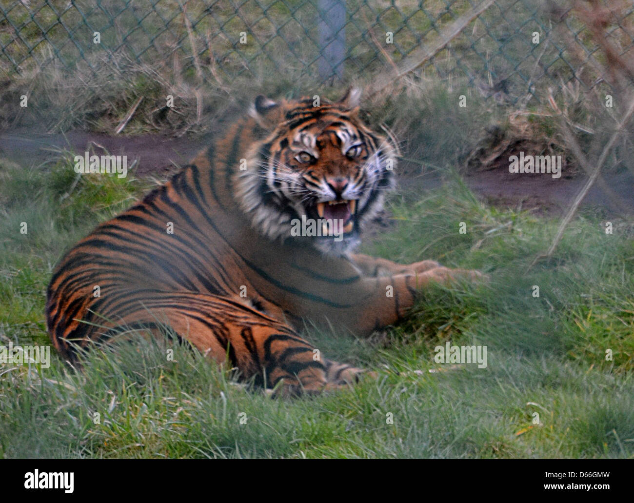 Sumatra Tiger brüllen Stockfoto