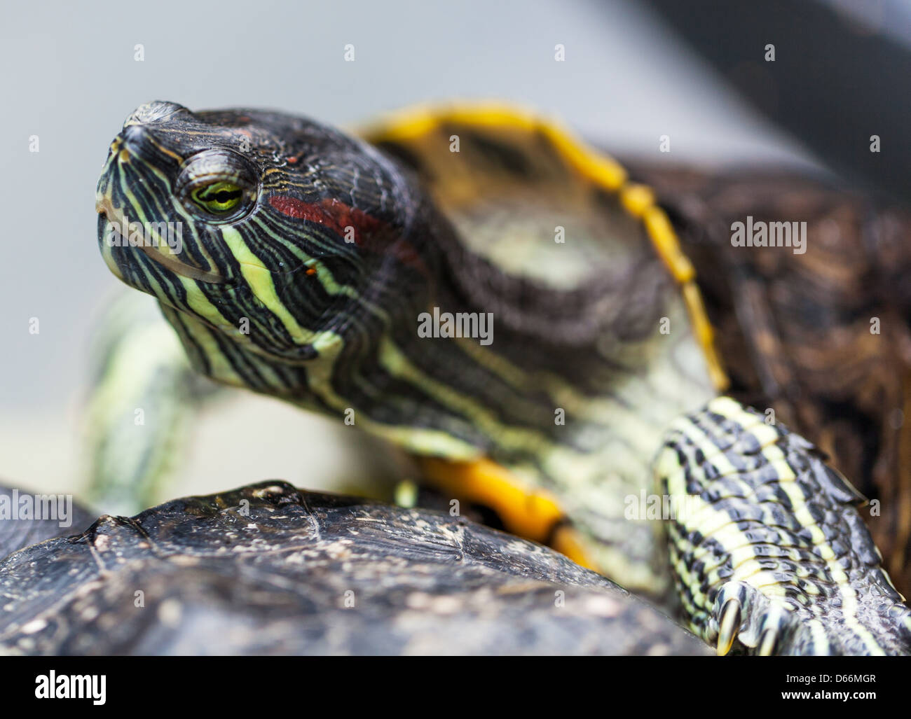 Schildkröte Kopf Nahaufnahme Foto Stockfoto