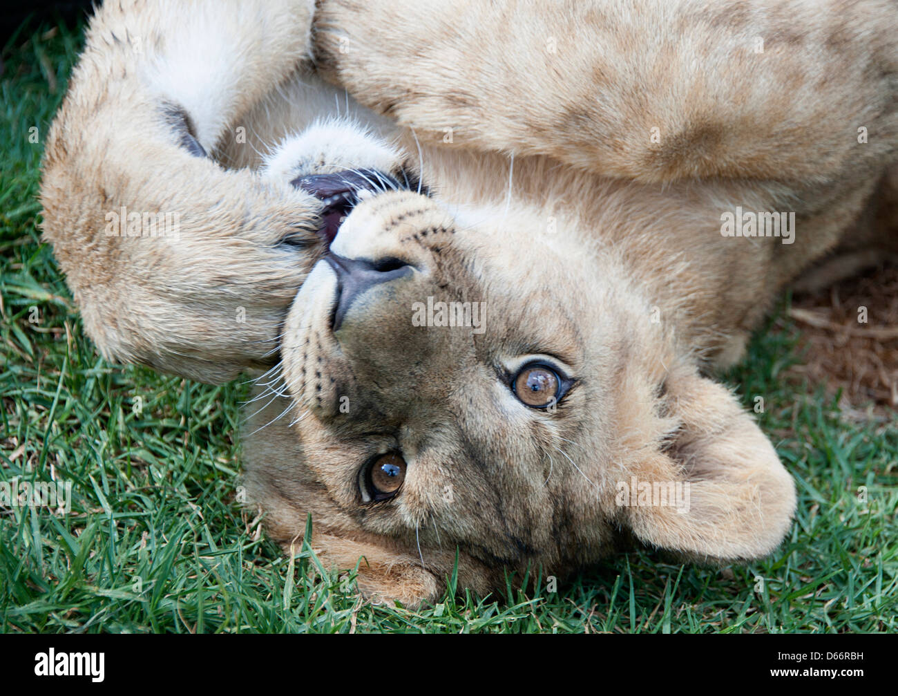 Sieben Monate alten Löwenjunges spielen auf dem Boden. Antelope Park, Simbabwe, Afrika. Stockfoto