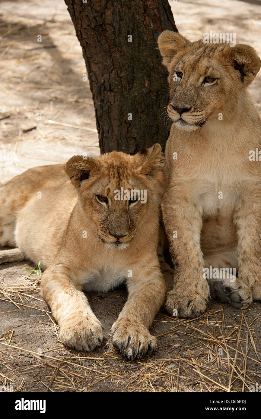 Zwei Löwenbabys gegen Baum im Antelope Park, Simbabwe. Stockfoto