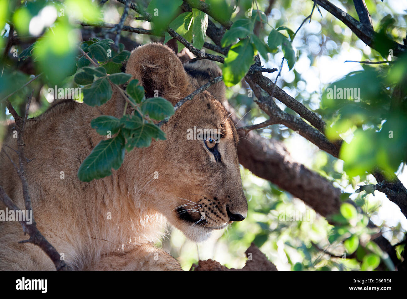 Löwenjunges im Baum im Antelope Park, Simbabwe, Afrika. Stockfoto