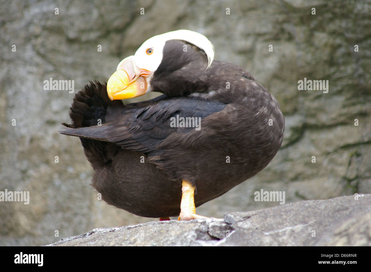 Getuftete Puffin sitzt auf einem Felsen an der Oregon Coast Aquarium. Stockfoto