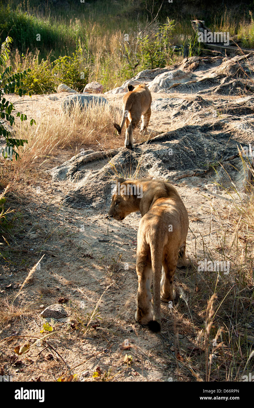 Zwei Löwen stalking Opfer in Antelope Park, Simbabwe, Afrika. Stockfoto