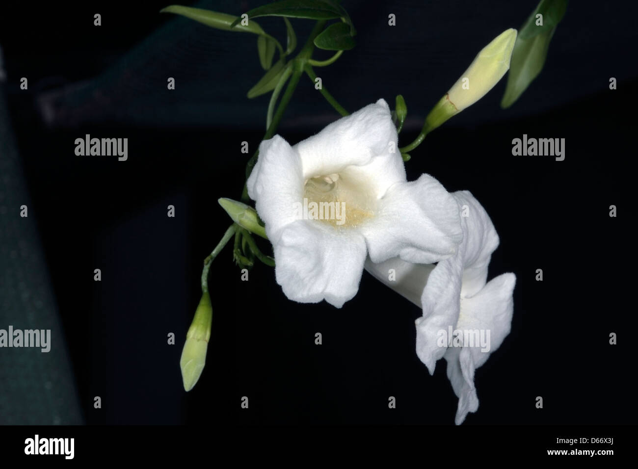 Blumen von Pandorea/Native Rebe/Jasmin/Bower Schönheit Climber-Lady Di Sorte-Pandorea-Jasminoides - Familie Catalpa Stockfoto