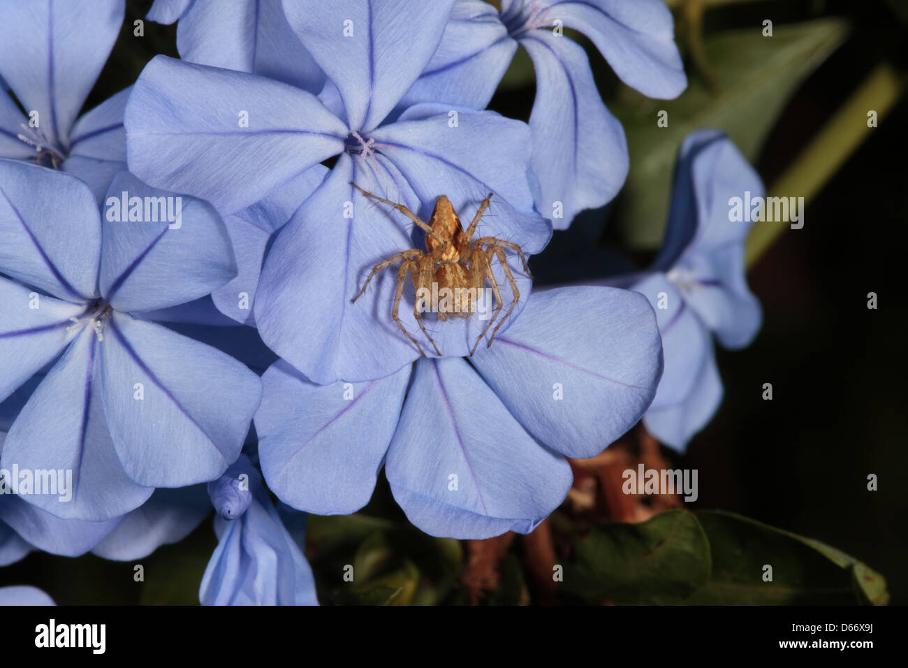 Australischen Lynx Spinne der Gattung Oxyopes auf Plumago Blume-Familie Oxyopidae Stockfoto