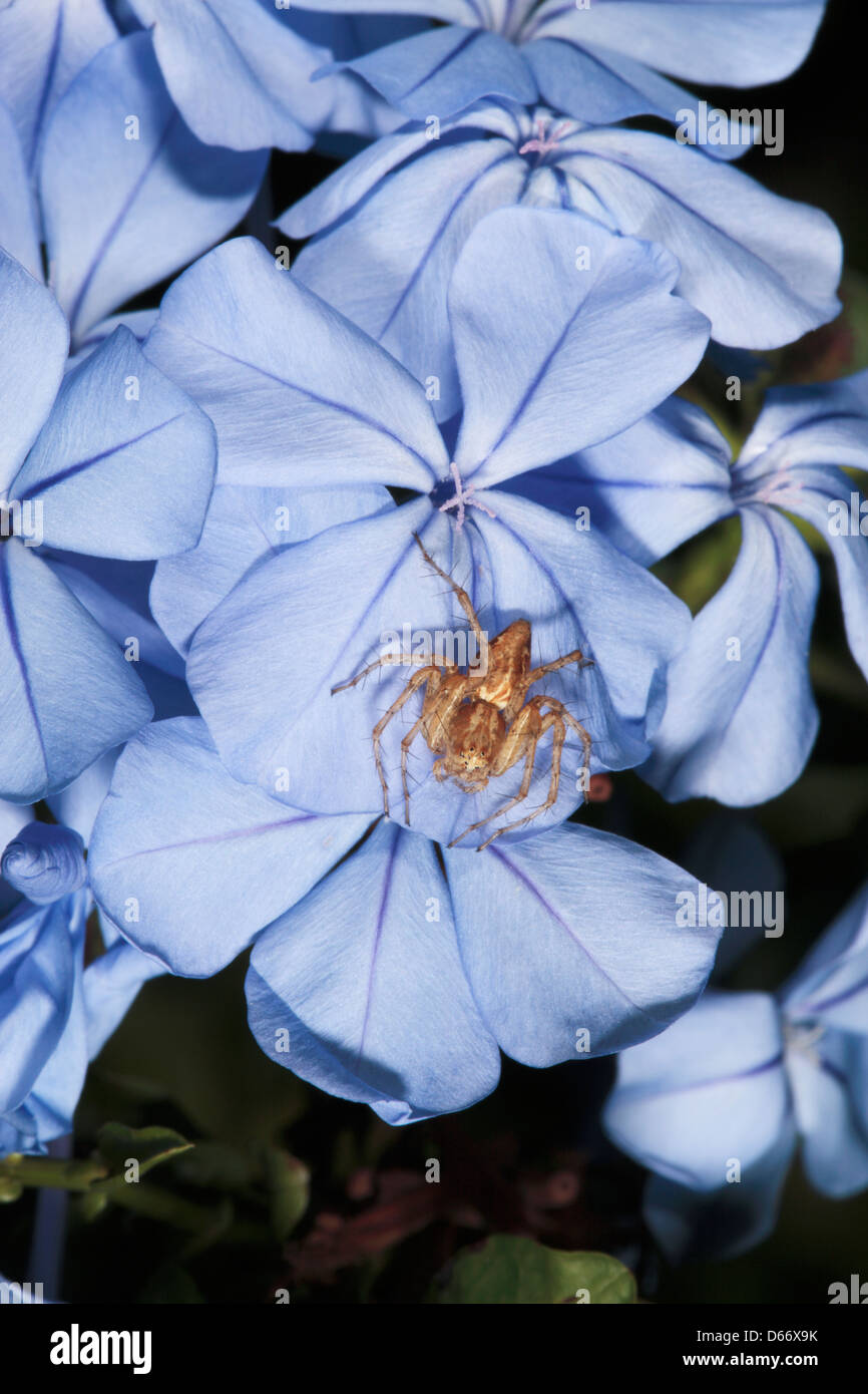 Australischen Lynx Spinne der Gattung Oxyopes auf Plumago Blume-Familie Oxyopidae Stockfoto