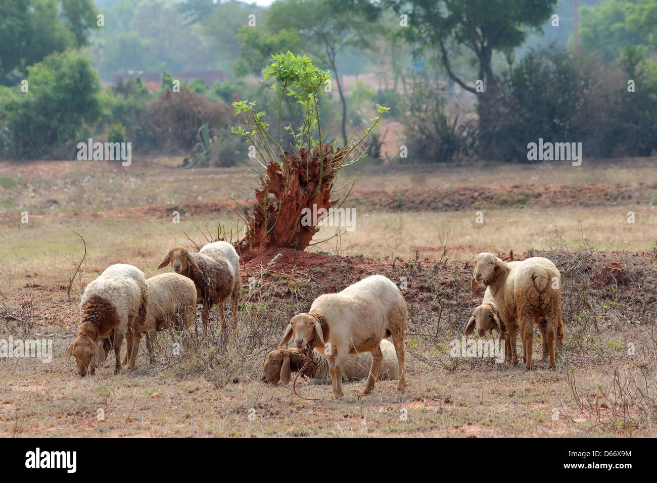 Schafe (Ovis Aries) Karnataka, Indien Stockfoto