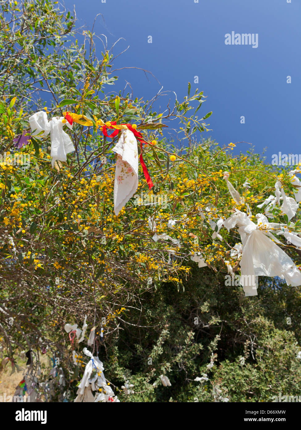 Zypern, Europa - Wunsch-Baum bei Aphrodite Felsen Stockfoto