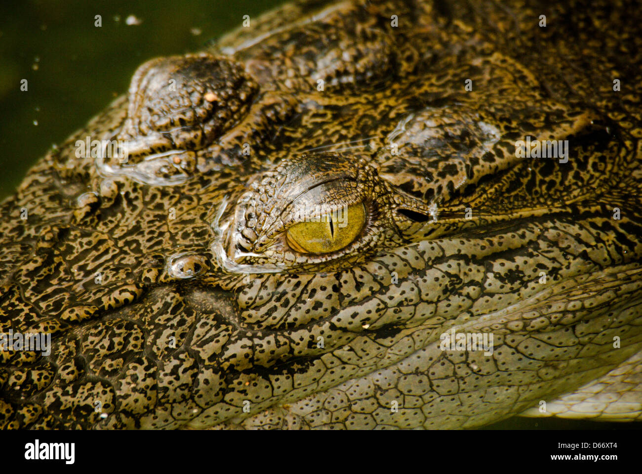 Nahaufnahme eines Krokodils Stockfoto