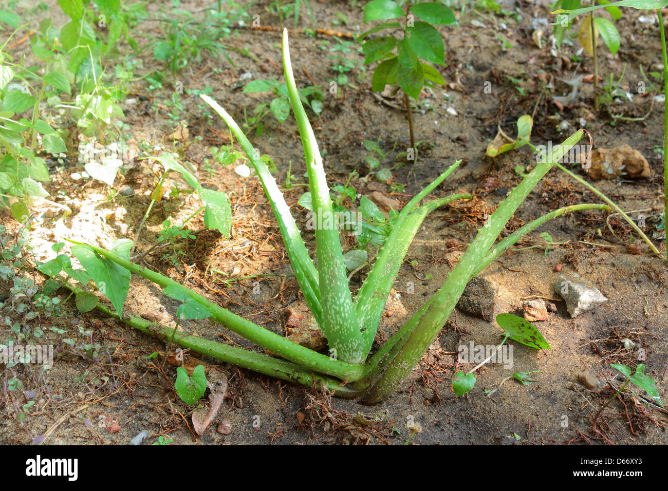 Aloe, indische Aloe, Aloe Vera (Linn.) / Aloe Barbadensis Mühle Stockfoto