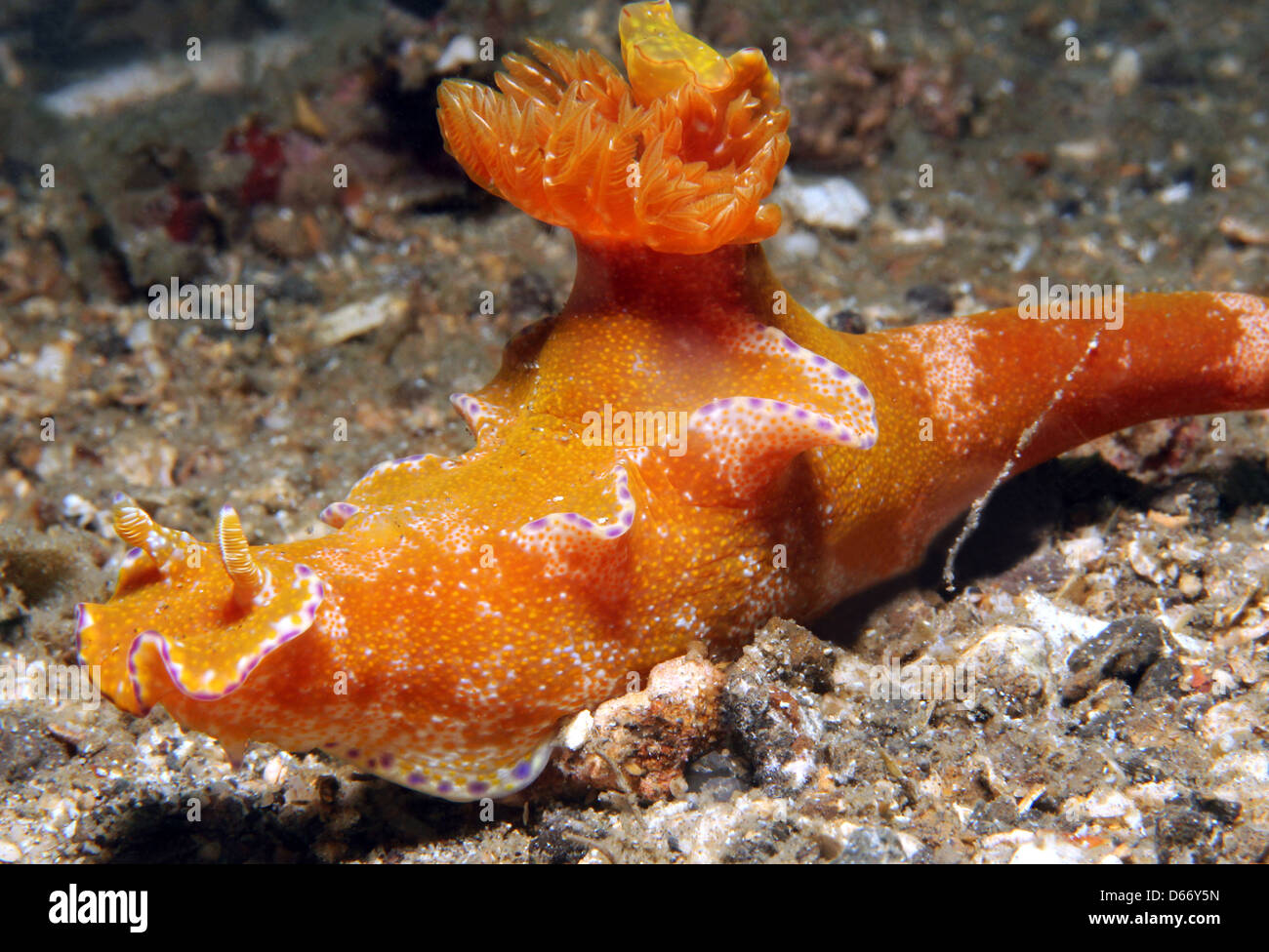 Lila-umrandeten Ceratosoma (Ceratosoma Tenue), Lembeh Strait, Indonesien Stockfoto
