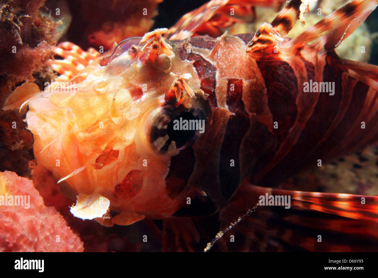 Nahaufnahme von einem gemeinsamen Rotfeuerfisch (Pterois Volitans), Lembeh Strait, Indonesien Stockfoto