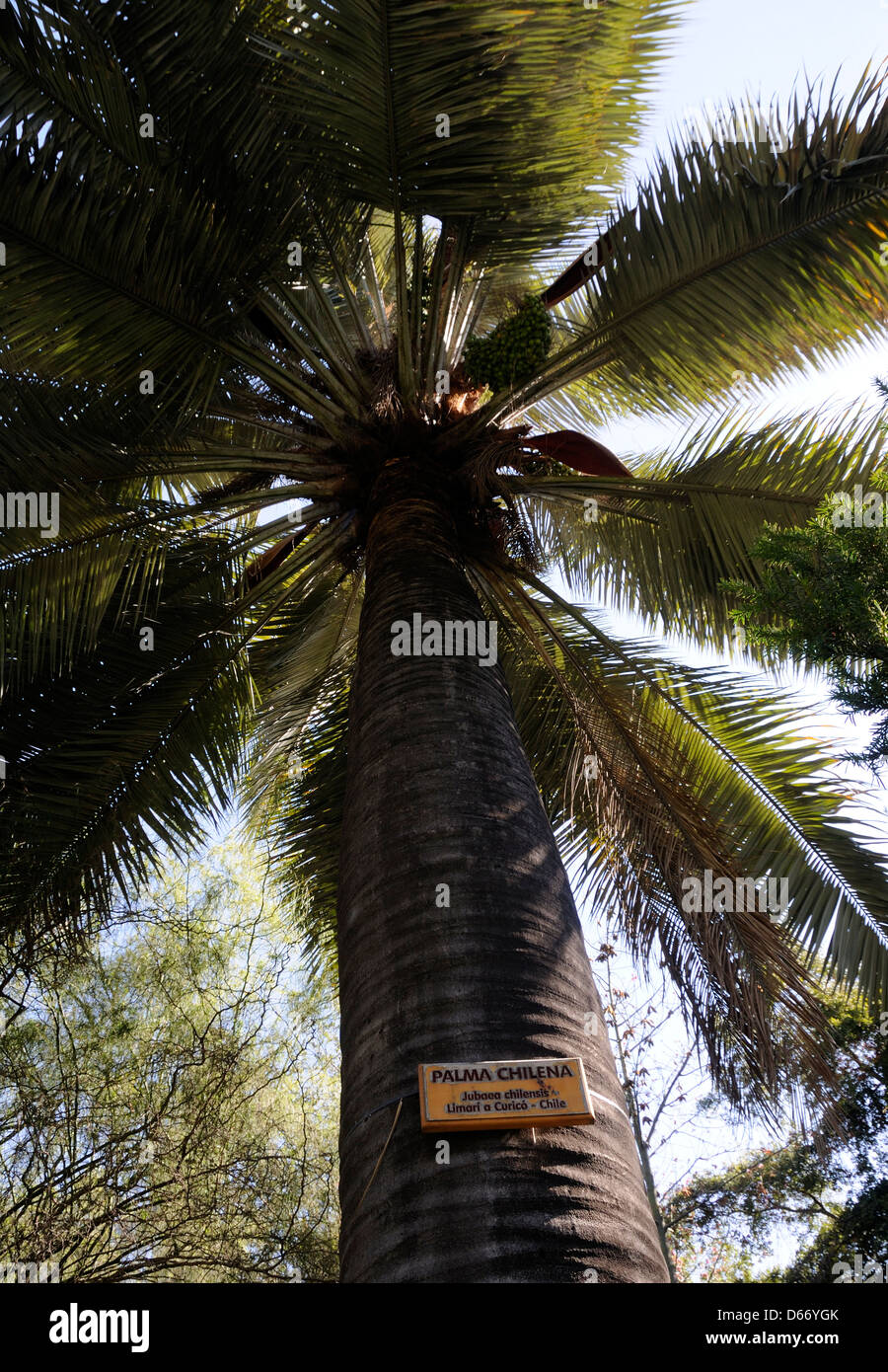 Chilenische Palm (Jubaea Chilensis), Santiago, Republik Chile. Stockfoto