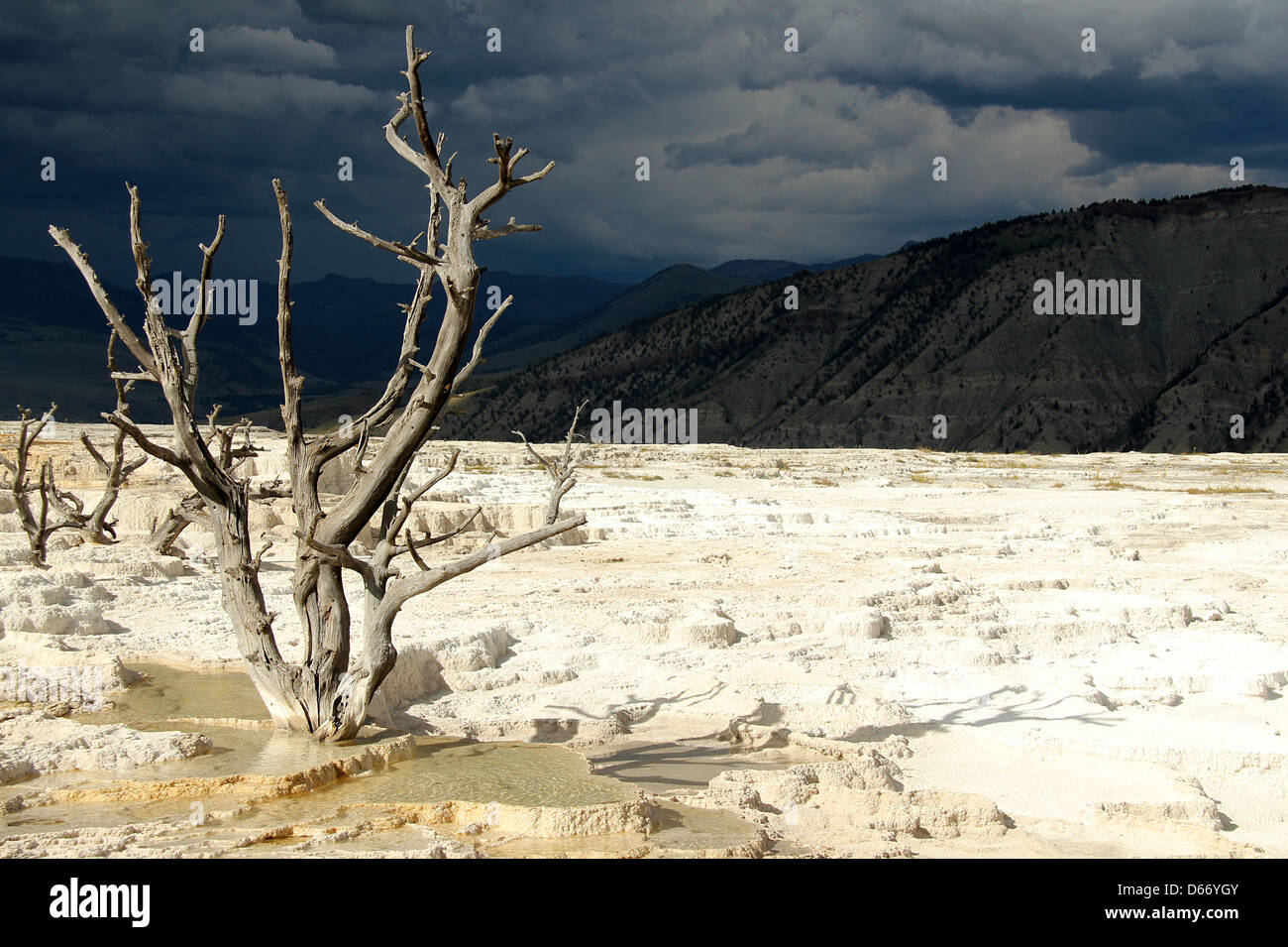 Toter Baum, Mammoth Hot Springs Terrassen, Yellowstone, Wyoming, USA Stockfoto