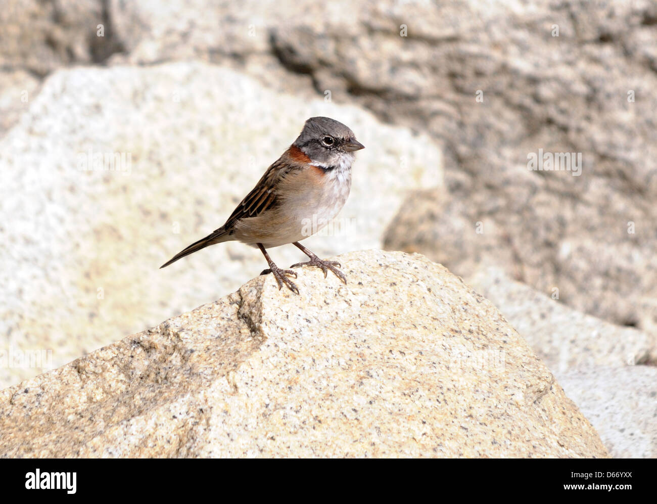 Ein kleiner Vogel sitzt auf Felsen unterhalb der Granitwänden der Torres del Paine. Torres del Paine Nationalpark, der Republik Chile Stockfoto