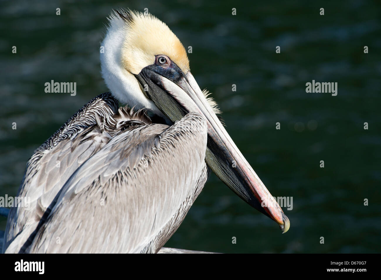 Der Braunpelikan (Pelecanus occidentalis) auf den Indian River, Vero Beach, Florida Stockfoto