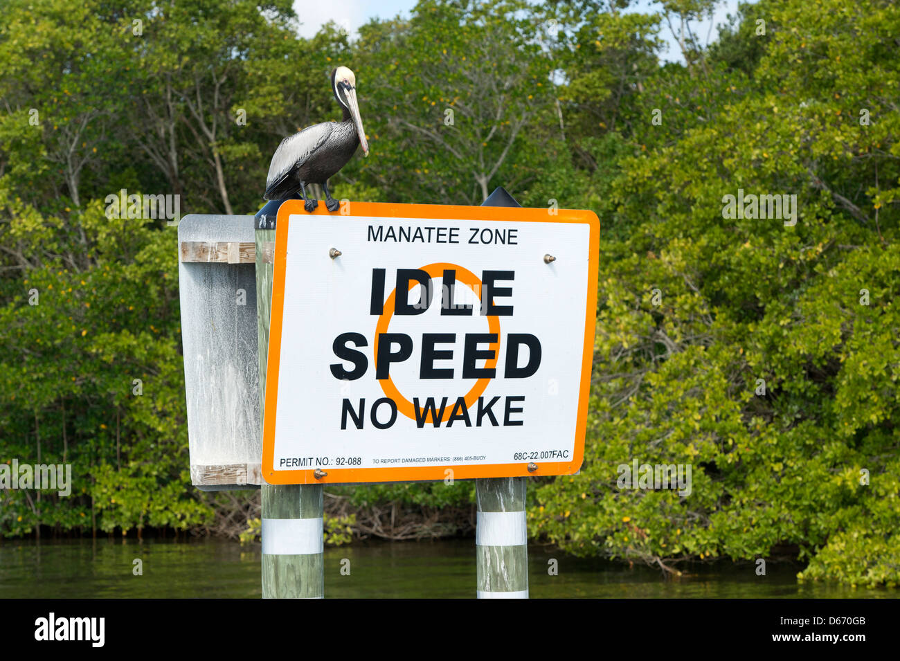 Ein brauner Pelikan (Pelecanus Occidentalis) thront auf einem Manatee Zone Schild in der Indian River, Vero Beach, Florida Stockfoto