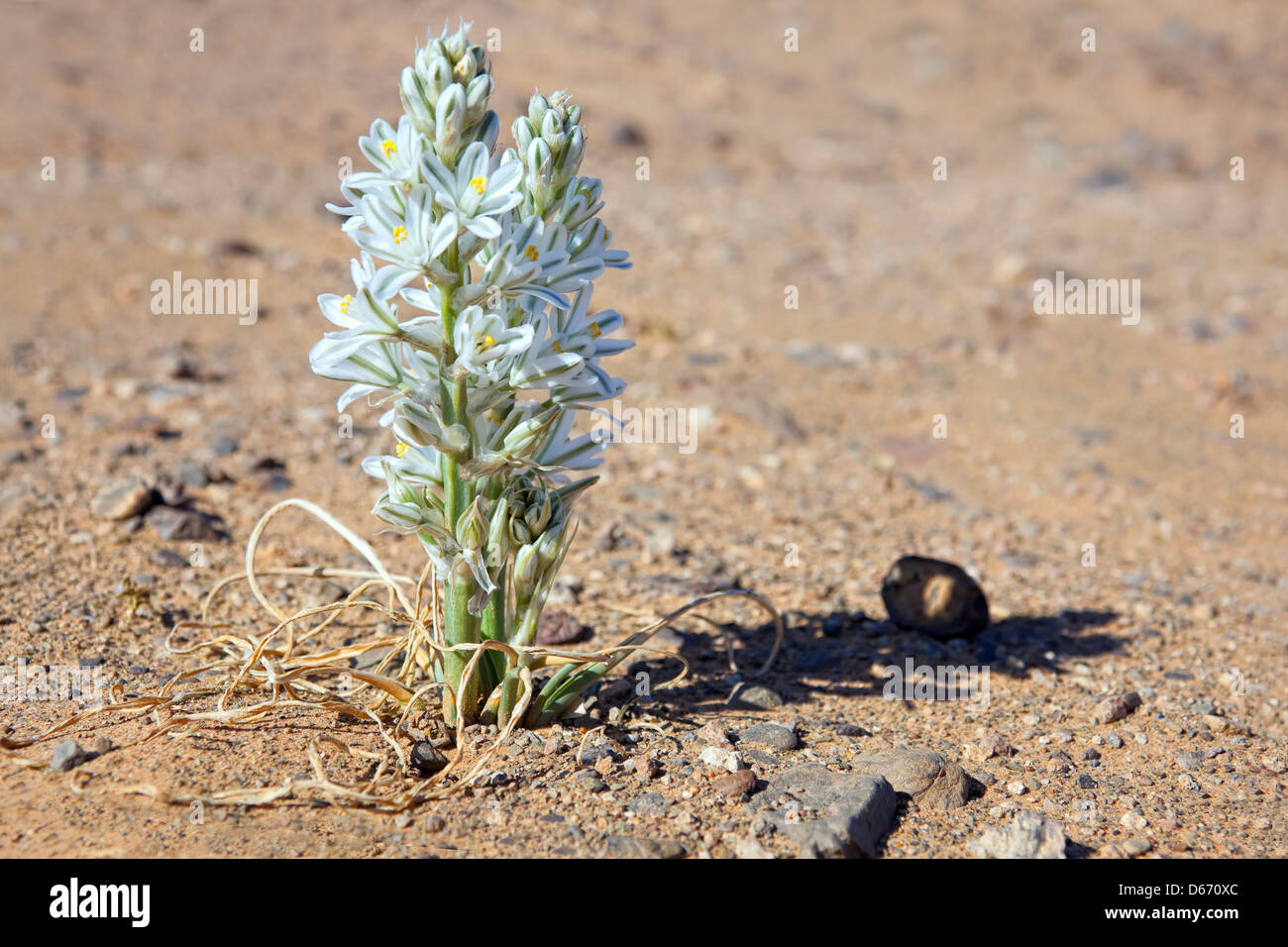 Weiße Wüste Lilie in der Sahara Wüste von Marokko. Stockfoto
