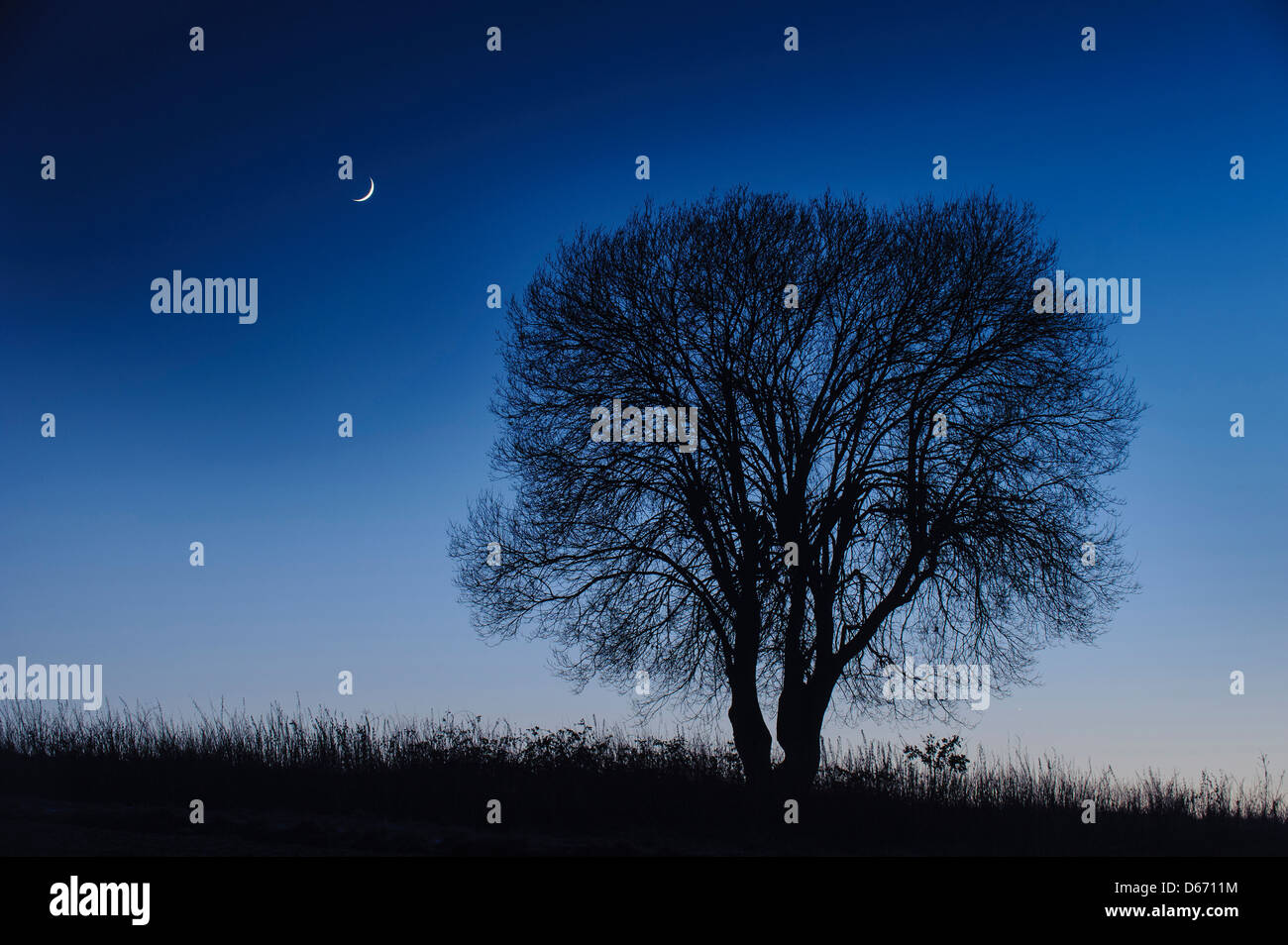 Mond und ein einzelner Baum, Niedersachsen, Deutschland Stockfoto