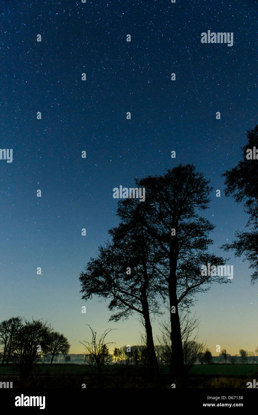 Sternenhimmel mit Bäumen, Niedersachsen, Deutschland Stockfoto