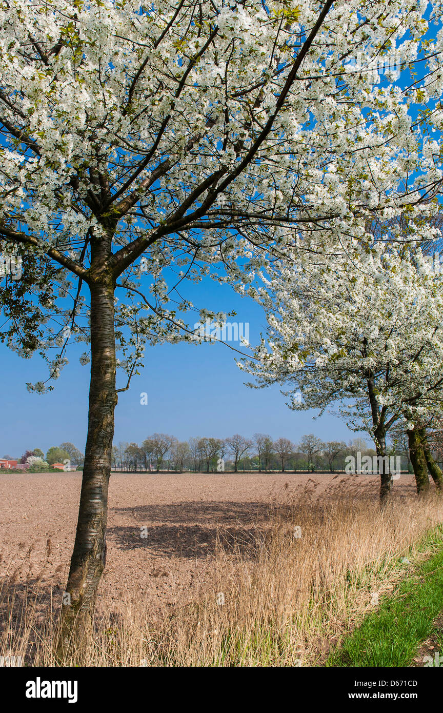blühender Kirschbaum, Niedersachsen, Deutschland Stockfoto