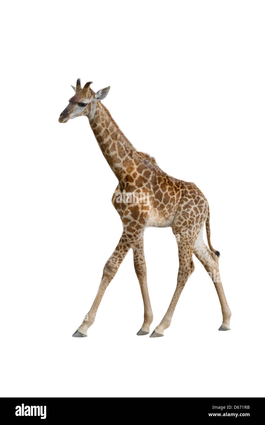 Baby Giraffe isoliert auf weißem Hintergrund Stockfoto