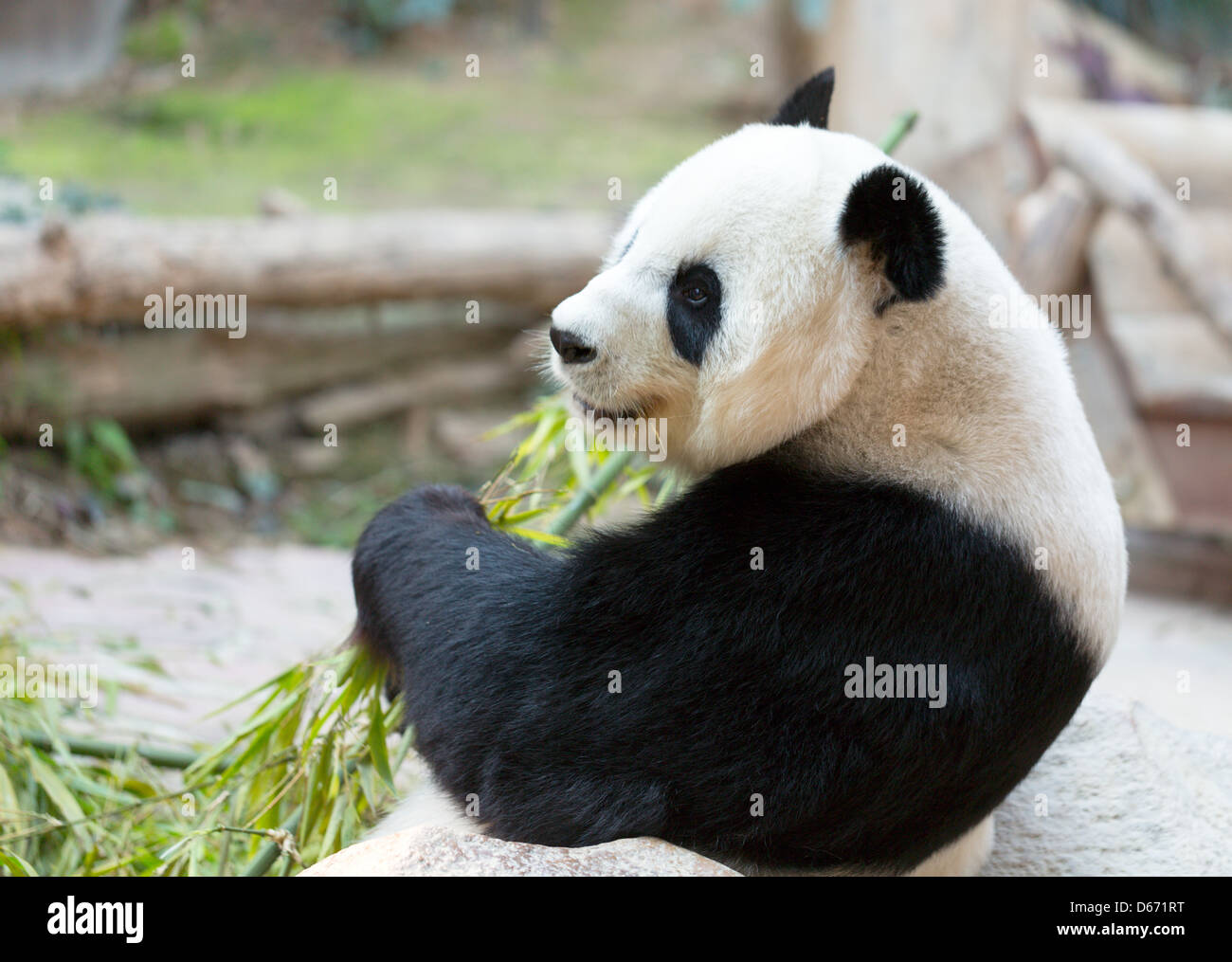 Porträt des großen Panda-Bär. Chang Mai Zoo. Thailand Stockfoto