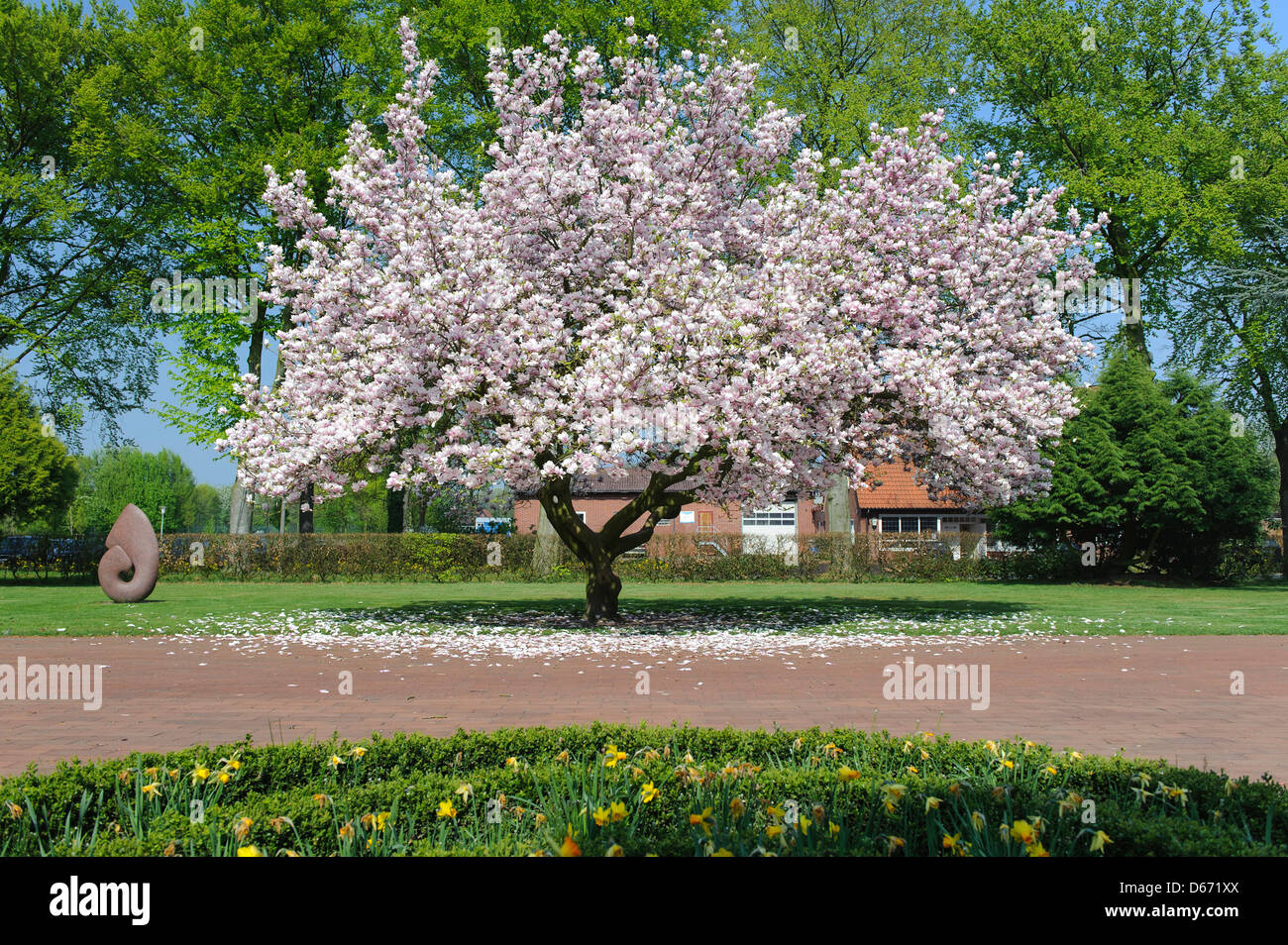 Magnolie in einem Park, Katholische Akademie Stapelfeld, Cloppenburg, Niedersachsen, Deutschland Stockfoto