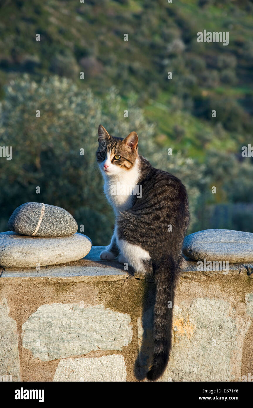 Junge Katze sitzt auf einer Mauer (Griechenland) Stockfoto