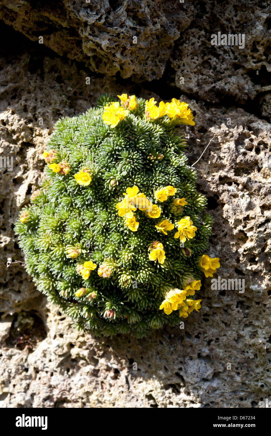 Saxifraga-Arten wachsen auf Kalkfelsen. April. Stockfoto