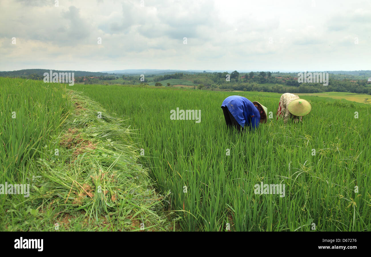 Arbeiten am Reisfeld Stockfoto