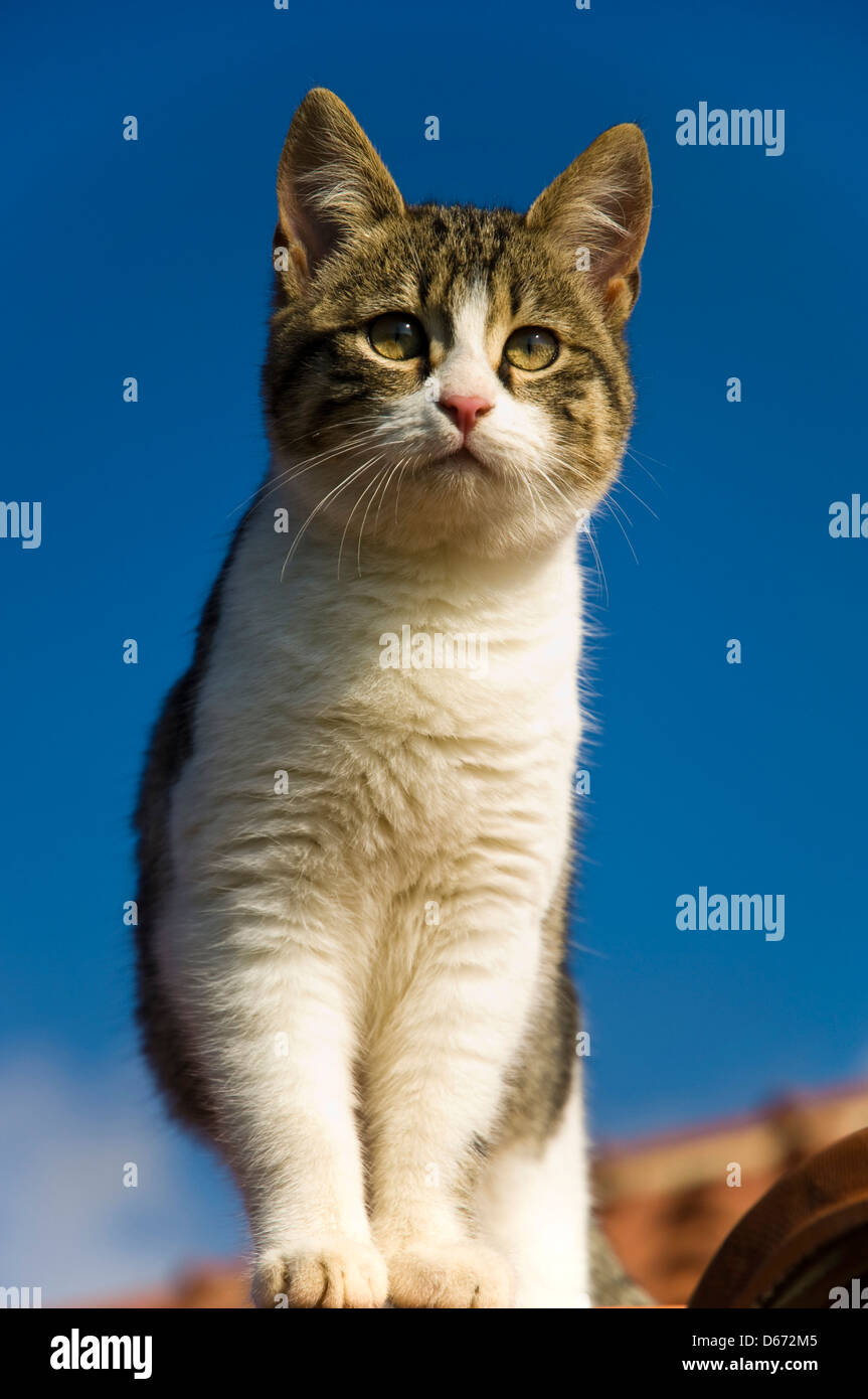 Junge Katze stehend auf einem Dach gegen blauen Himmel Stockfoto