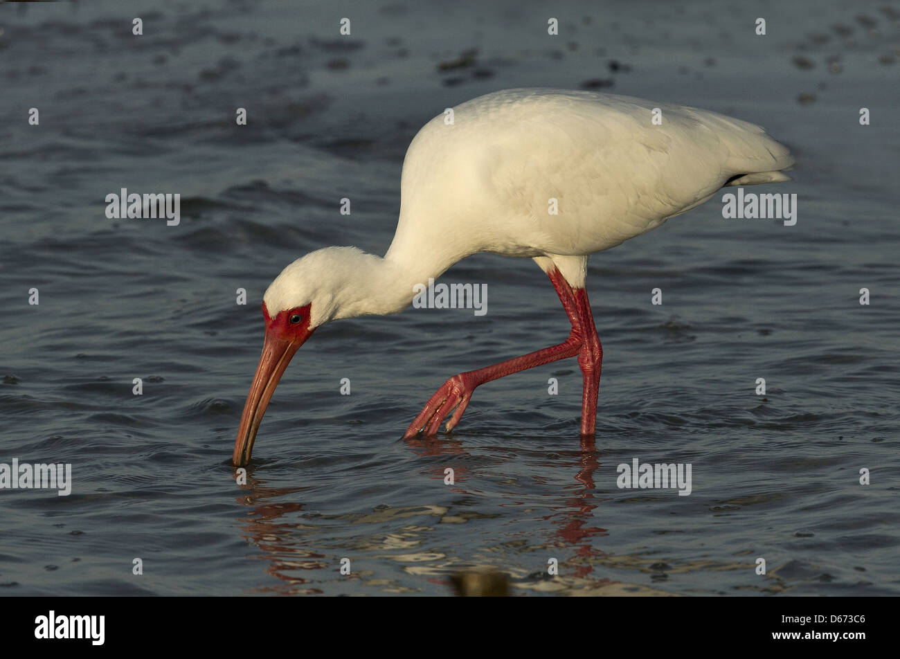 Weißer Ibis Fort Myers Beach Florida Angeln Stockfoto