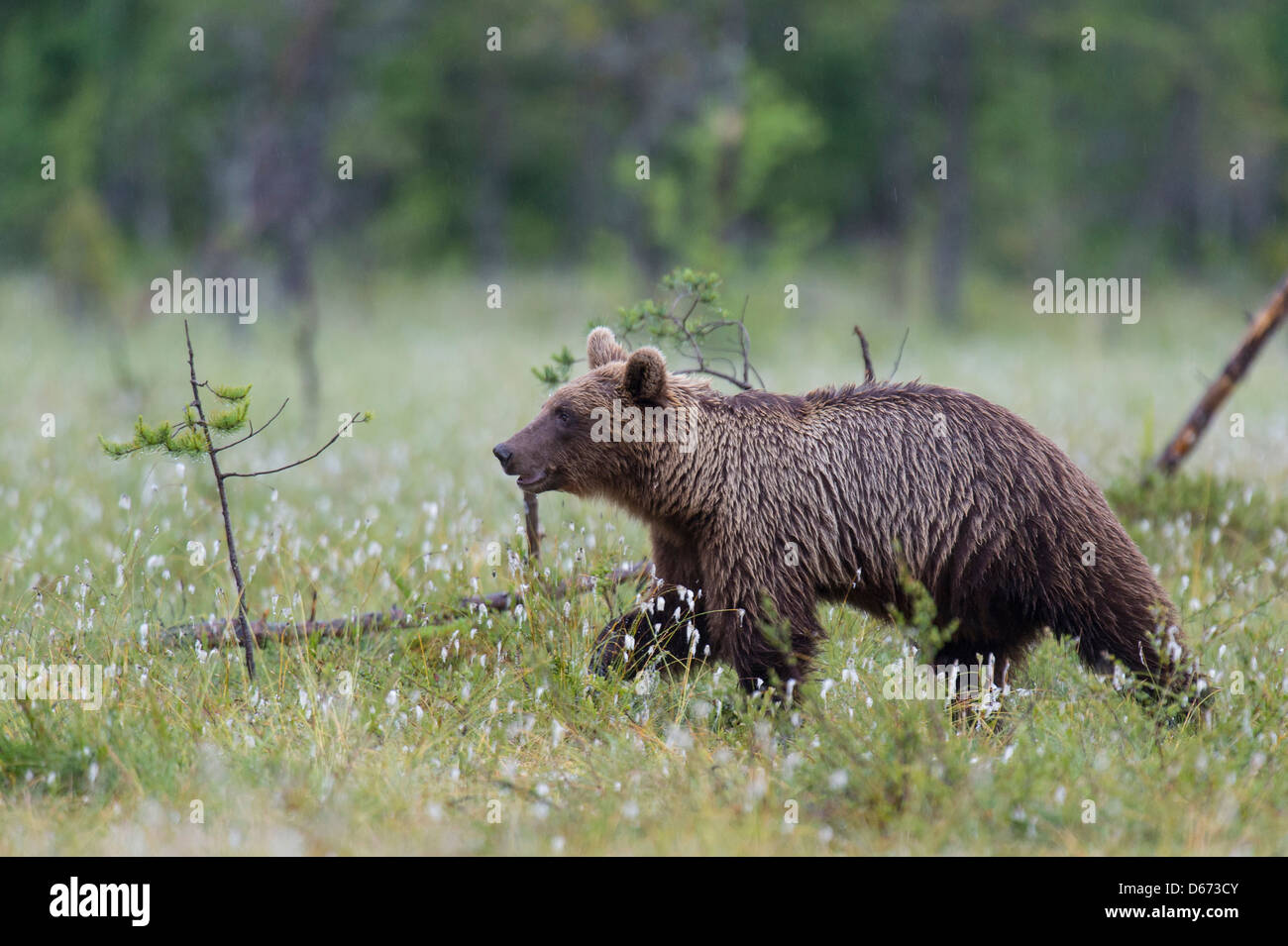 Brauner Bär, Ursus Arctos, Finnland Stockfoto
