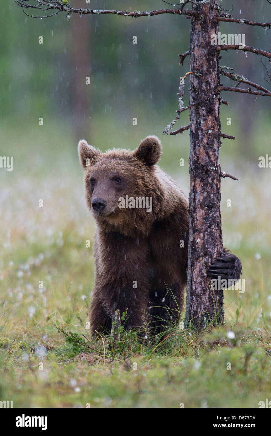 Brauner Bär, Ursus Arctos, Finnland Stockfoto