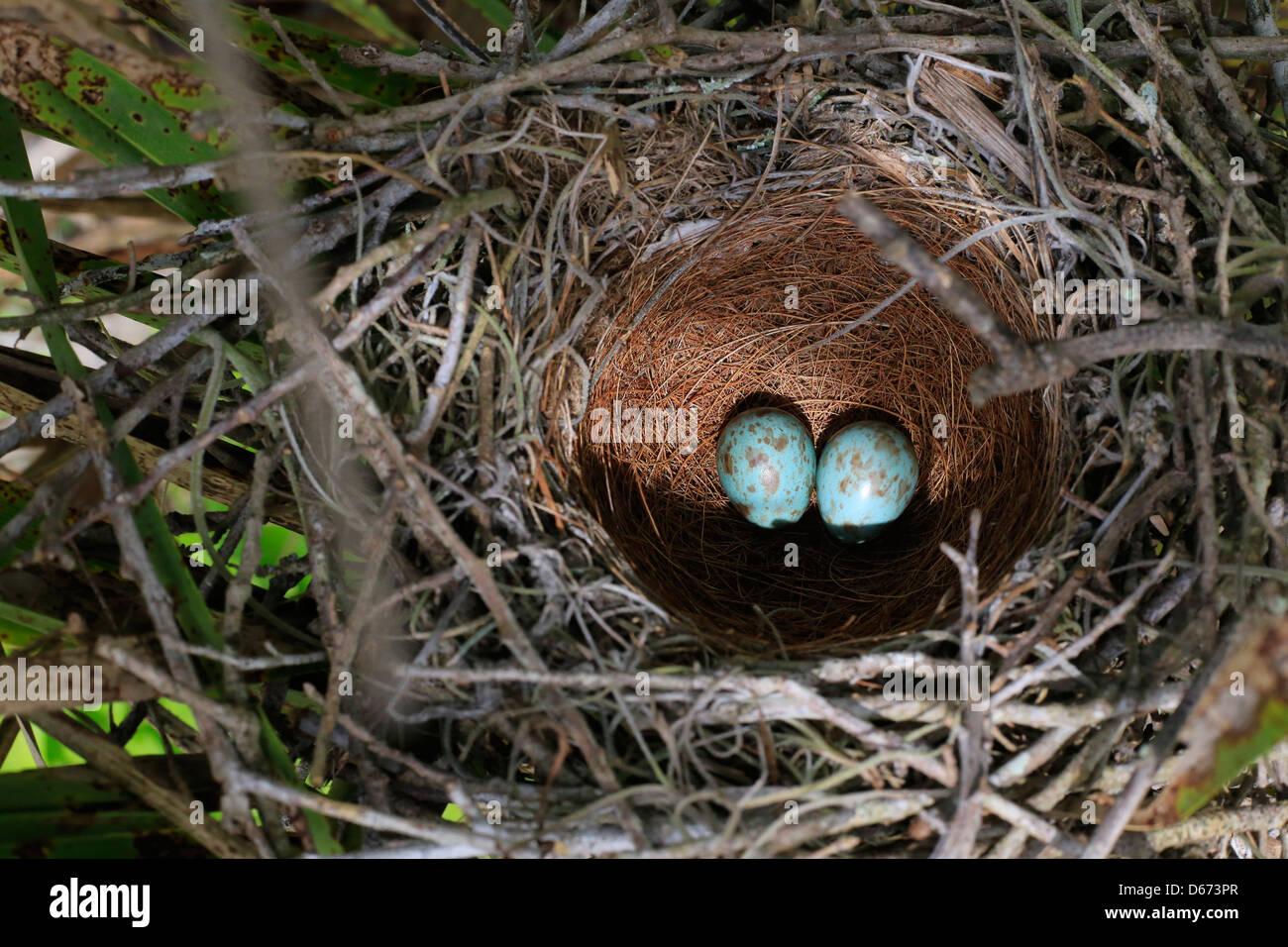 Das nördliche Spottdrossel (Mimus Polyglottos) Nest mit zwei Eiern drin. Stockfoto