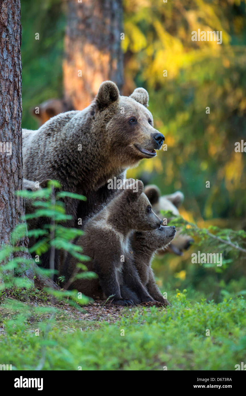 Brauner Bär mit Jungtieren, Ursus Arctos, Finnland Stockfoto