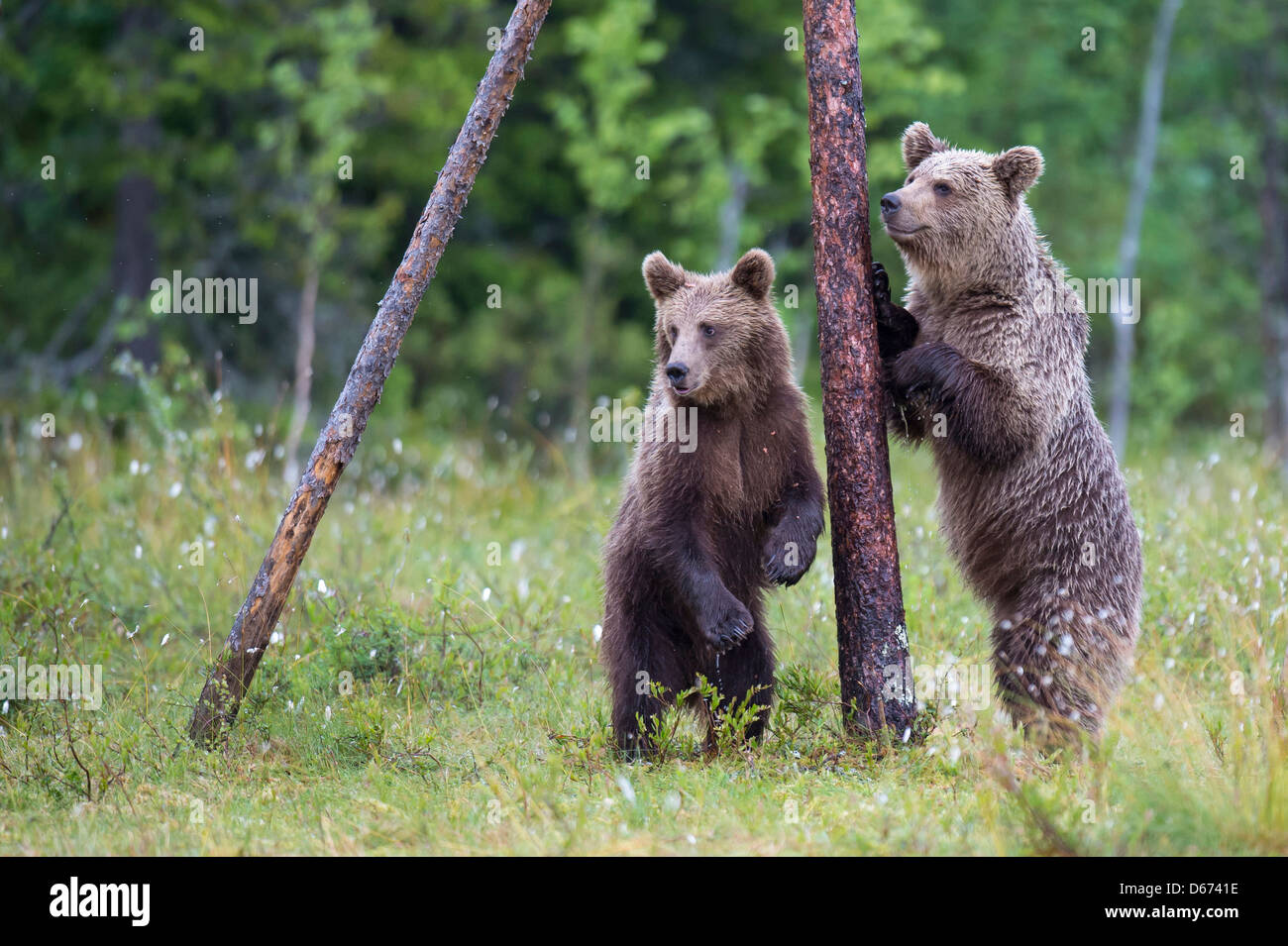 braune Bären, Ursus Arctos, Finnland Stockfoto