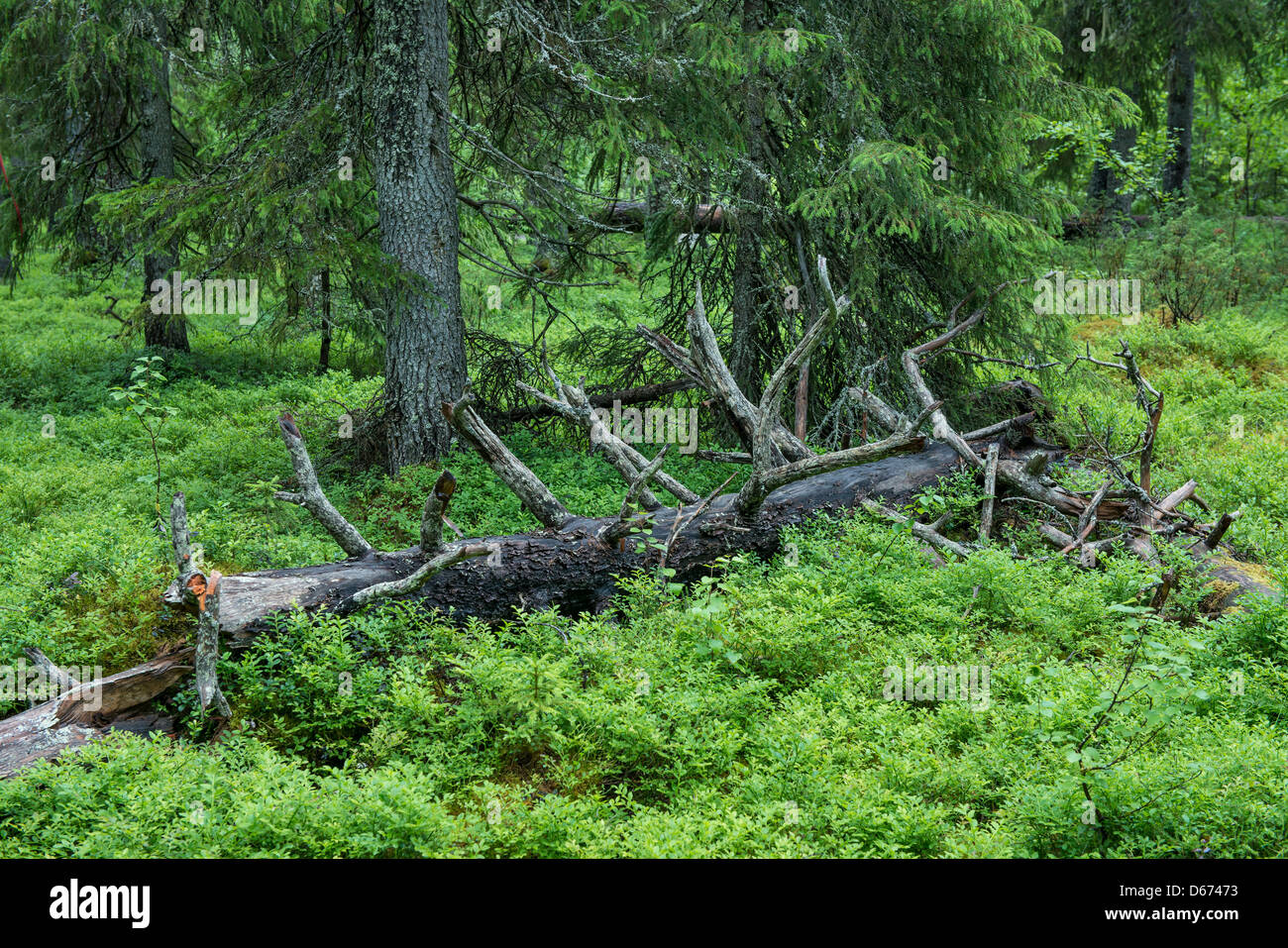 gebrochenen Baum im finnischen Wald, Finnland Stockfoto