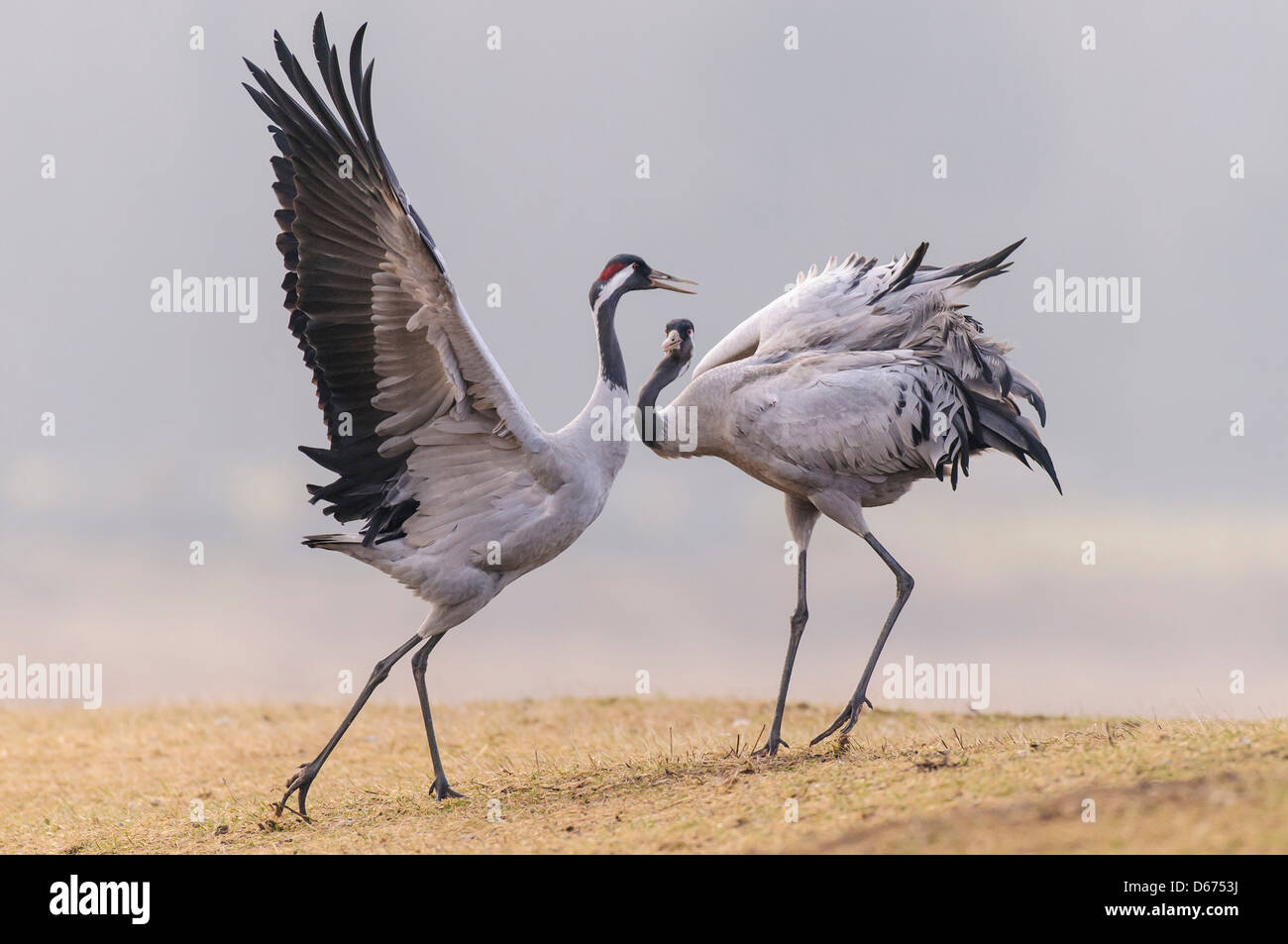 zwei Kräne im Paarungsverhalten Saison, Grus Grus, Deutschland Stockfoto