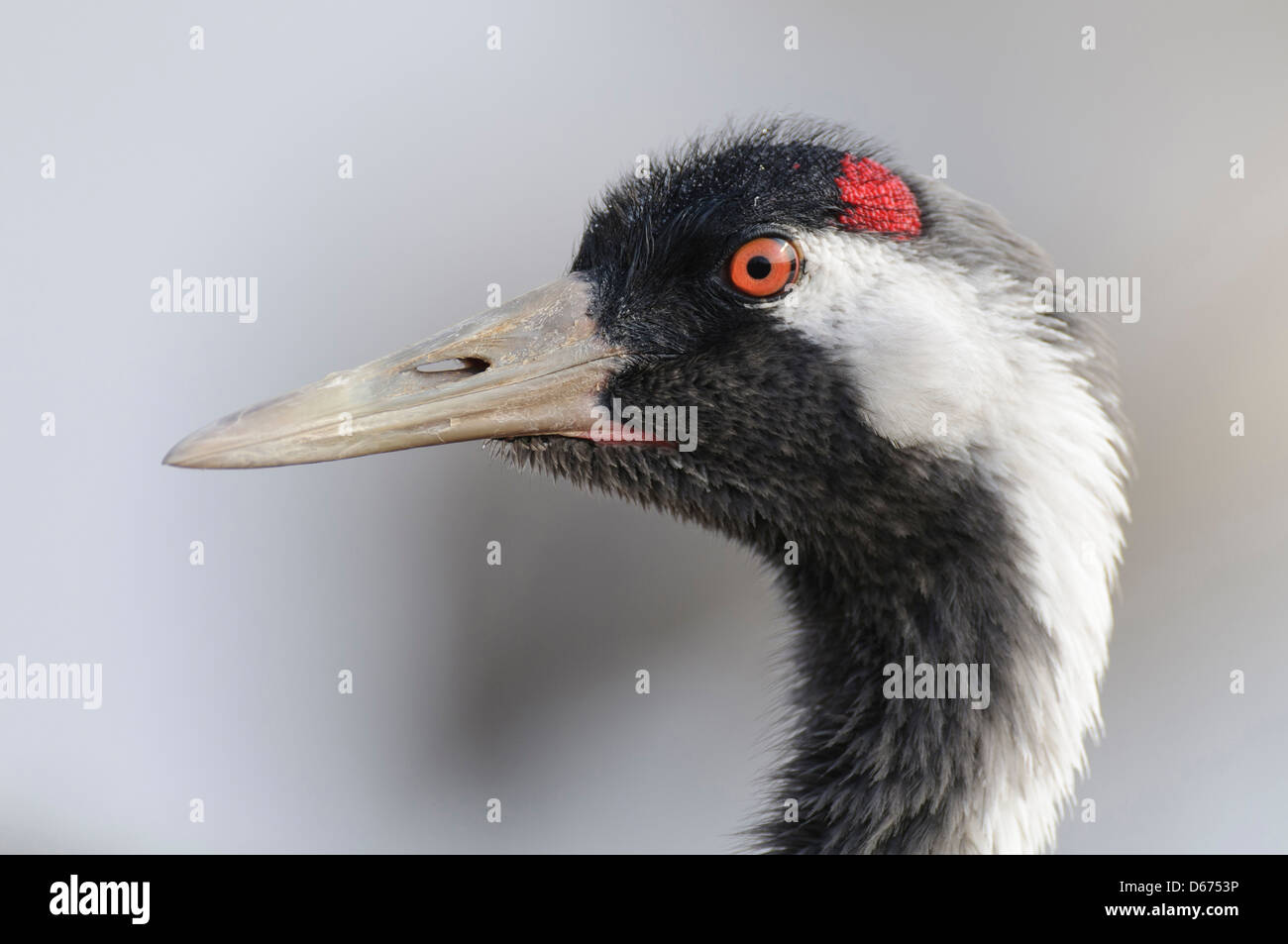Kran, Grus Grus, Deutschland Stockfoto