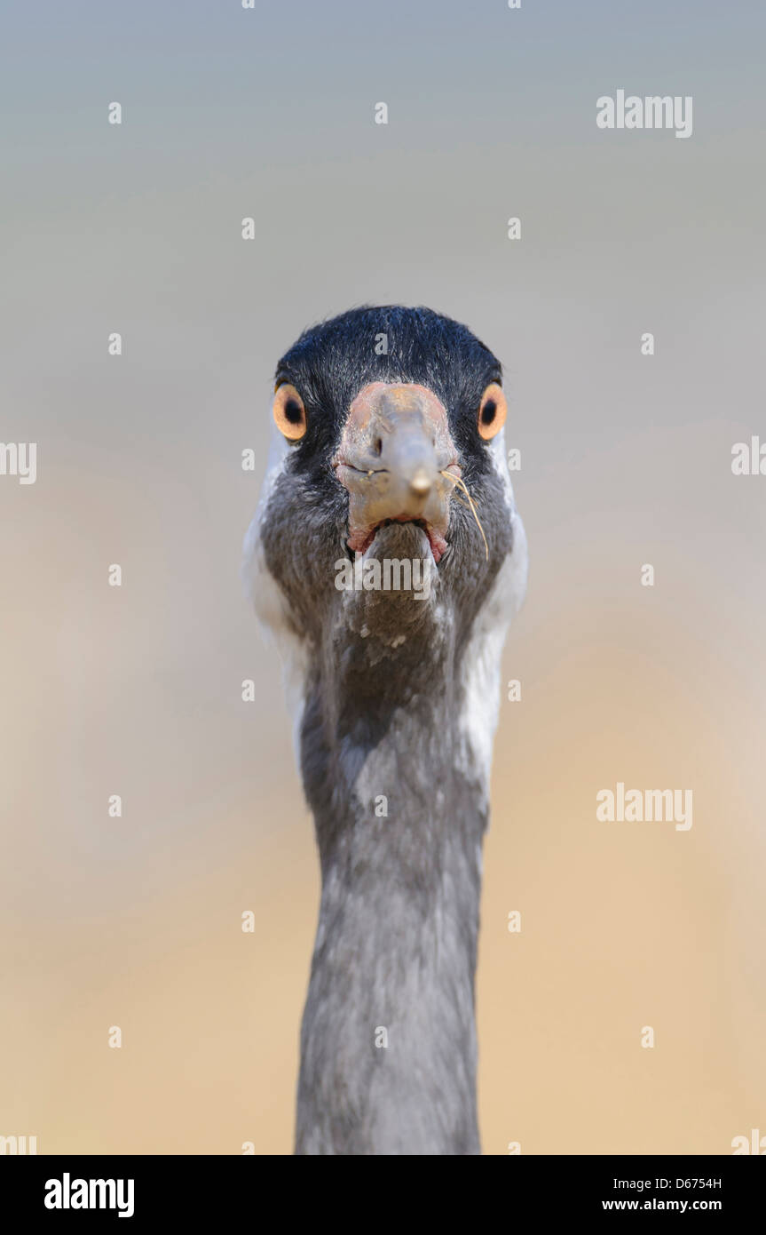 Kran, Grus Grus, Deutschland Stockfoto